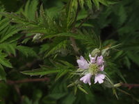 Rubus laciniatus  422