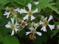 Rubus laciniatus  424