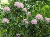 Rhododendron sp.  428