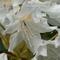 Rhododendron sp.  429