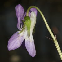 Viola riviniana  42