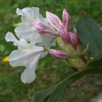 Rhododendron sp.  430
