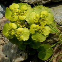 Chrysosplenium alternifolium  473