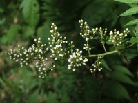 Sorbaria sorbifolia  505