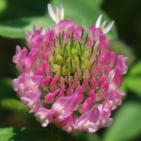 Trifolium pratense  57