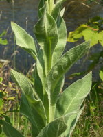 Verbascum thapsus  599