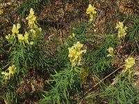 Linaria vulgaris  609