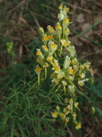 Linaria vulgaris  610