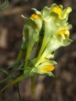 Linaria vulgaris  612