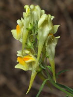 Linaria vulgaris  613