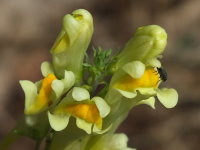 Linaria vulgaris  614