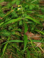 Melampyrum pratense ssp. pratense  643