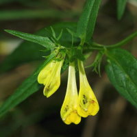 Melampyrum pratense ssp. pratense  644