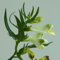 Melampyrum pratense ssp. commutatum  646