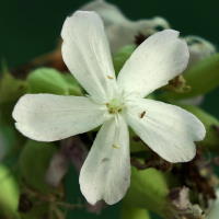 Saponaria officinalis  718