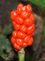 Arum maculatum  809