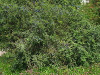 Prunus spinosa  828