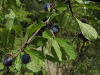 Prunus spinosa  829