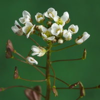 Capsella bursa-pastoris  88