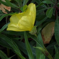 Oenothera macrocarpa  897