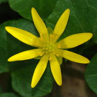 Ranunculus ficaria  8