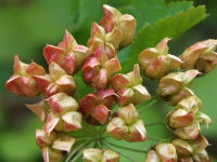 Physocarpus opulifolius  934