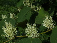 Reynoutria japonica  945