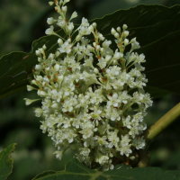 Reynoutria japonica