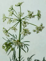 Chaerophyllum bulbosum  947