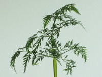 Chaerophyllum bulbosum  948