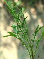 Diplotaxis tenuifolia  954