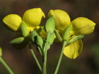 Diplotaxis tenuifolia  956