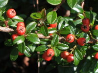 Cotoneaster sp.  985