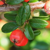 Cotoneaster sp.  986
