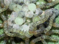 Lacanobia-oleracea