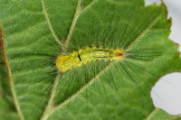 Figure 1: Young caterpillar <br>(2014:07:13)