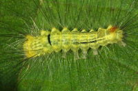Figure 2: Young caterpillar <br>(2014:07:15)