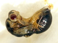 Figure 5: The larva pupated. (2014:11:22)