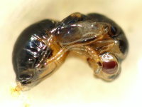 Figure 6: Another picture of the pupa. (2014:11:23)