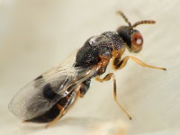 Figure 13: The body colouration of the wasp remained unchanged.<br>(2014:11:26)