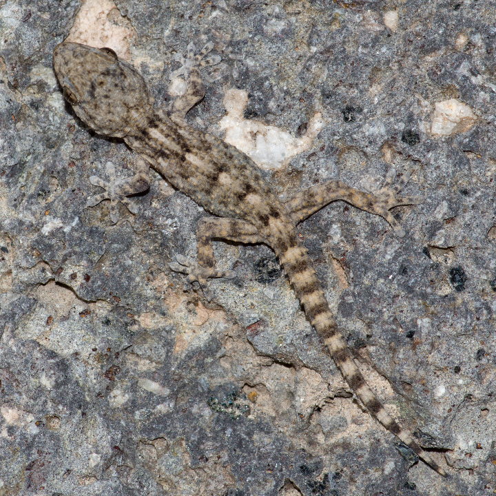 Tarentola angustimentalis, East Canary Gecko - arthropodafotos.de