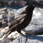 Corvus corax  202