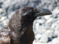 Corvus corax  204