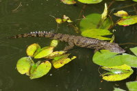 Crocodylus niloticus  213