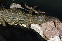 Crocodylus niloticus  214