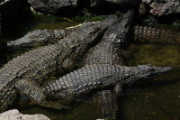 Crocodylus niloticus  215