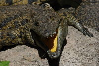 Crocodylus niloticus  216