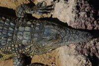 Crocodylus niloticus  217