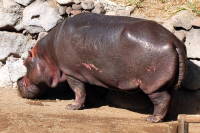 Hippopotamus amphibius  330