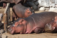 Hippopotamus amphibius  331